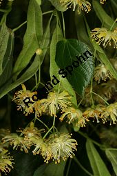 Krim-Linde, Tilia x euchlora, Tiliaceae, Tilia x euchlora, Krim-Linde, Beblttert Kauf von 05773tilia_euchloraimg_2990.jpg