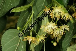 Krim-Linde, Tilia x euchlora, Tiliaceae, Tilia x euchlora, Krim-Linde, Beblttert Kauf von 05773tilia_euchloraimg_2991.jpg
