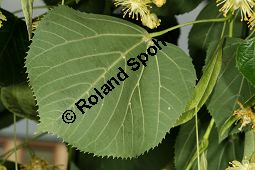 Krim-Linde, Tilia x euchlora, Tiliaceae, Tilia x euchlora, Krim-Linde, Beblättert Kauf von 05773tilia_euchloraimg_2992.jpg