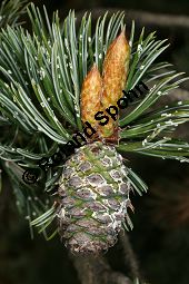 Grannen-Kiefer, Fuchsschwanz-Kiefer, Pinus aristata Kauf von 05783_pinus_aristata_img_1815.jpg