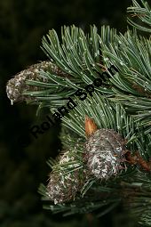 Grannen-Kiefer, Fuchsschwanz-Kiefer, Pinus aristata Kauf von 05783_pinus_aristata_img_1816.jpg