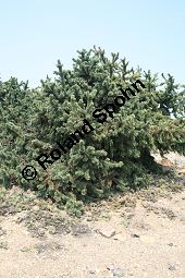 Grannen-Kiefer, Fuchsschwanz-Kiefer, Pinus aristata Kauf von 05783_pinus_aristata_img_1882.jpg