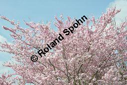 Japanische Blüten-Kirsche, Prunus serrulata Kauf von 05798_prunus_serrulata_sorte_dsc_3250.jpg