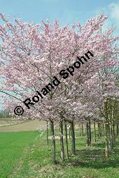 Japanische Blüten-Kirsche, Prunus serrulata Kauf von 05798_prunus_serrulata_sorte_dsc_3252.jpg
