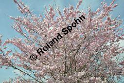 Japanische Blüten-Kirsche, Prunus serrulata Kauf von 05798_prunus_serrulata_sorte_dsc_3256.jpg