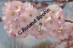 Japanische Blüten-Kirsche, Prunus serrulata Kauf von 05798_prunus_serrulata_sorte_dsc_3261.jpg