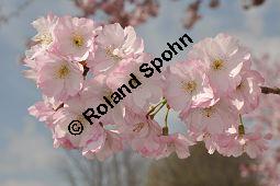 Japanische Blüten-Kirsche, Prunus serrulata Kauf von 05798_prunus_serrulata_sorte_dsc_3262.jpg
