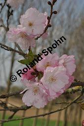 Japanische Blüten-Kirsche, Prunus serrulata Kauf von 05798_prunus_serrulata_sorte_dsc_3263.jpg