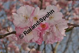 Japanische Blüten-Kirsche, Prunus serrulata Kauf von 05798_prunus_serrulata_sorte_dsc_3264.jpg
