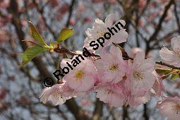 Japanische Blten-Kirsche, Prunus serrulata Kauf von 05798_prunus_serrulata_sorte_dsc_3266.jpg