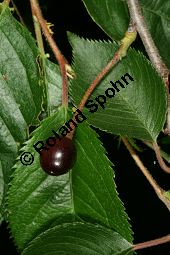 Japanische Blten-Kirsche, Prunus serrulata Kauf von 05798_prunus_serrulata_sorte_img_9475.jpg