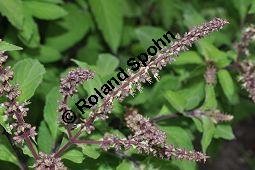 Nelken-Basilikum, Baum-Basilikum, Afrikanisches Basilikum, Ocimum gratissimum Kauf von 05809_ocimum_gratissimum_dsc_0426.jpg