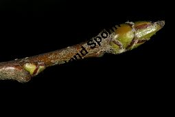 Breitblättrige Mehlbeere, Sorbus latifolia Kauf von 05811_sorbus_latifolia_img_2203.jpg