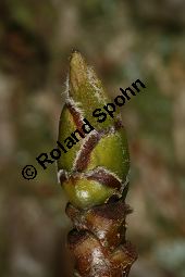 Breitblättrige Mehlbeere, Sorbus latifolia Kauf von 05811_sorbus_latifolia_img_2204.jpg