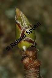 Breitblättrige Mehlbeere, Sorbus latifolia Kauf von 05811_sorbus_latifolia_img_2205.jpg