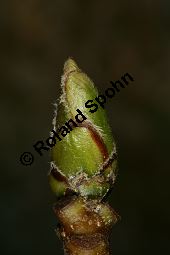 Breitblättrige Mehlbeere, Sorbus latifolia Kauf von 05811_sorbus_latifolia_img_2206.jpg