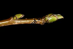 Breitblättrige Mehlbeere, Sorbus latifolia Kauf von 05811_sorbus_latifolia_img_2207.jpg