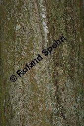 Breitblättrige Mehlbeere, Sorbus latifolia Kauf von 05811_sorbus_latifolia_img_2208.jpg