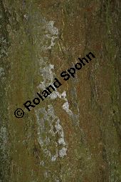Breitblättrige Mehlbeere, Sorbus latifolia Kauf von 05811_sorbus_latifolia_img_2209.jpg