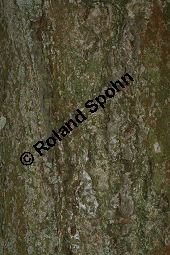 Breitblättrige Mehlbeere, Sorbus latifolia Kauf von 05811_sorbus_latifolia_img_2210.jpg