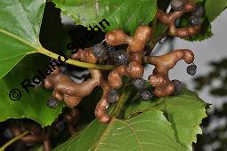 Japanischer Rosinenbaum, Hovenia dulcis, Hovenia dulcis, Japanischer Rosinenbaum, Quaffbirne, Rhamnaceae, fruchtend Kauf von 05829_hovenia_dulcis_dsc_7956.jpg