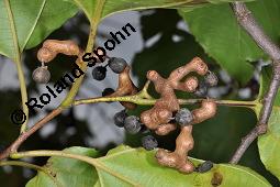 Japanischer Rosinenbaum, Hovenia dulcis, Hovenia dulcis, Japanischer Rosinenbaum, Quaffbirne, Rhamnaceae, fruchtend Kauf von 05829_hovenia_dulcis_dsc_7958.jpg