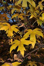 Orientalischer Amberbaum, Liquidambar orientalis Kauf von 05847_liquidambar_orientalis_dsc_0921.jpg