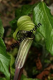 Feuerkolben, Arisaema triphyllum var. zebrinum, Arum triphyllum var. zebrinum Kauf von 05874arisaema_triphyllum_zebrinaimg_6788.jpg