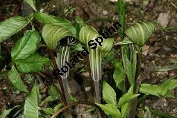 Feuerkolben, Arisaema triphyllum var. zebrinum, Arum triphyllum var. zebrinum Kauf von 05874arisaema_triphyllum_zebrinaimg_6789.jpg