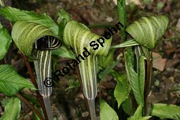 Feuerkolben, Arisaema triphyllum var. zebrinum, Arum triphyllum var. zebrinum Kauf von 05874arisaema_triphyllum_zebrinaimg_6791.jpg