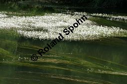 Flutender Wasserhahnenfuß, Flutender Hahnenfuß, Ranunculus fluitans Kauf von 05896_ranunculus_fluitans_img_2954.jpg