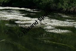 Flutender Wasserhahnenfuß, Flutender Hahnenfuß, Ranunculus fluitans Kauf von 05896_ranunculus_fluitans_img_2955.jpg
