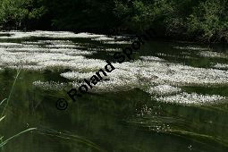 Flutender Wasserhahnenfuß, Flutender Hahnenfuß, Ranunculus fluitans Kauf von 05896_ranunculus_fluitans_img_2956.jpg