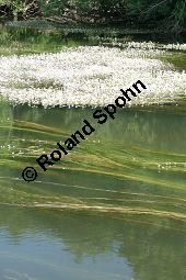Flutender Wasserhahnenfuß, Flutender Hahnenfuß, Ranunculus fluitans Kauf von 05896_ranunculus_fluitans_img_2957.jpg