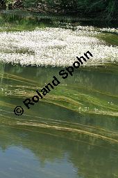 Flutender Wasserhahnenfuß, Flutender Hahnenfuß, Ranunculus fluitans Kauf von 05896_ranunculus_fluitans_img_2958.jpg