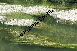 Flutender Wasserhahnenfuß, Flutender Hahnenfuß, Ranunculus fluitans Kauf von 05896_ranunculus_fluitans_img_2959.jpg