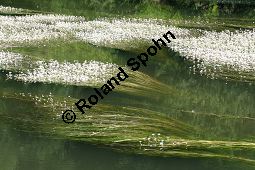 Flutender Wasserhahnenfuß, Flutender Hahnenfuß, Ranunculus fluitans Kauf von 05896_ranunculus_fluitans_img_2960.jpg
