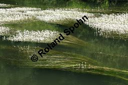 Flutender Wasserhahnenfuß, Flutender Hahnenfuß, Ranunculus fluitans Kauf von 05896_ranunculus_fluitans_img_2961.jpg