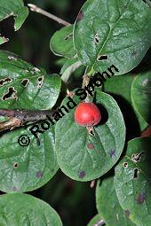 Filzige Zwergmispel, Filzige Steinmispel, Cotoneaster tomentosus Kauf von 05927_cotoneaster_tomentosus_dsc_0191.jpg