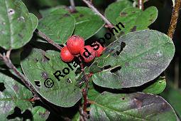 Filzige Zwergmispel, Filzige Steinmispel, Cotoneaster tomentosus Kauf von 05927_cotoneaster_tomentosus_dsc_0192.jpg