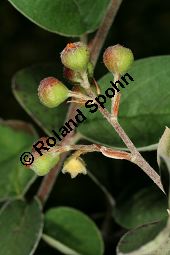 Filzige Zwergmispel, Filzige Steinmispel, Cotoneaster tomentosus Kauf von 05927_cotoneaster_tomentosus_img_0871.jpg