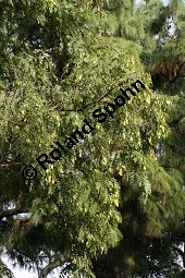 Rosenholz, Tipuana tipu, Fabaceae, Tipuana tipu, Tipuana speciosa, Rosenholz, fruchtend Kauf von 05938tipuana_tipuimg_4711.jpg
