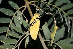 Rosenholz, Tipuana tipu, Fabaceae, Tipuana tipu, Tipuana speciosa, Rosenholz, fruchtend Kauf von 05938tipuana_tipuimg_4770.jpg