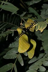 Rosenholz, Tipuana tipu, Fabaceae, Tipuana tipu, Tipuana speciosa, Rosenholz, fruchtend Kauf von 05938tipuana_tipuimg_4771.jpg