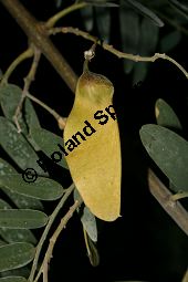Rosenholz, Tipuana tipu, Fabaceae, Tipuana tipu, Tipuana speciosa, Rosenholz, fruchtend Kauf von 05938tipuana_tipuimg_4772.jpg