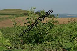 Unechter Gänsefuß, Stechapfelblättriger Gänsefuß, Chenopodium hybridum Kauf von 05957_chenopodium_hybridum_img_1398.jpg