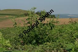 Unechter Gnsefu, Stechapfelblttriger Gnsefu, Chenopodium hybridum Kauf von 05957_chenopodium_hybridum_img_1398.jpg