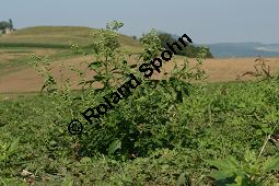 Unechter Gänsefuß, Stechapfelblättriger Gänsefuß, Chenopodium hybridum Kauf von 05957_chenopodium_hybridum_img_1399.jpg
