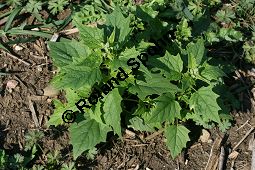 Unechter Gänsefuß, Stechapfelblättriger Gänsefuß, Chenopodium hybridum Kauf von 05957_chenopodium_hybridum_img_1400.jpg