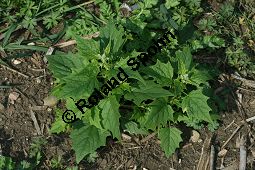 Unechter Gänsefuß, Stechapfelblättriger Gänsefuß, Chenopodium hybridum Kauf von 05957_chenopodium_hybridum_img_1401.jpg